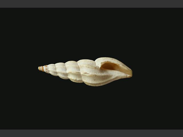 Mangelia attenuata marine snail images