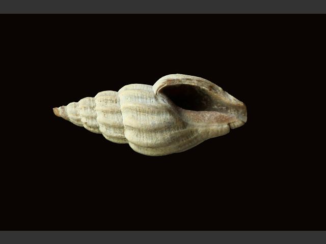 Mangelia costulata Whelk marine snail images