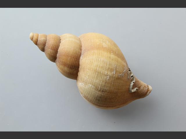 Neptunea antiqua Red Whelk Buckie marine snail images