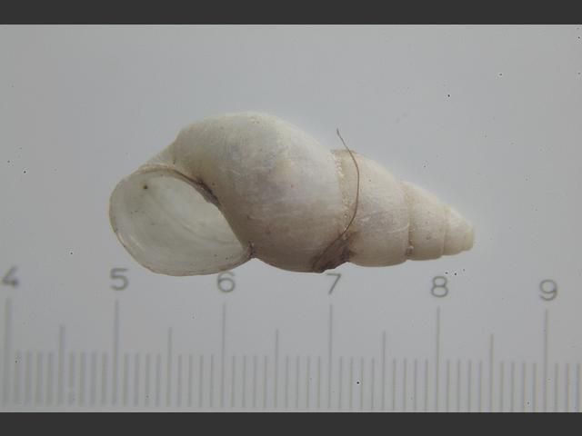Brachystomia carrozzai Odostomia marine snail images