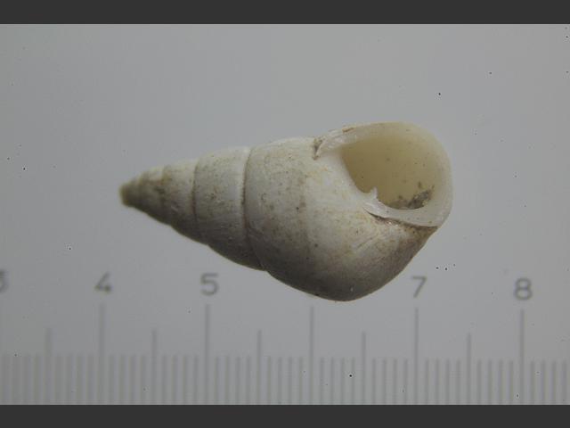 Odostomia unidentata Large toothed pyramid shell marine snail images