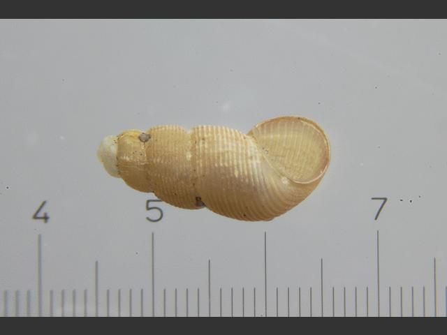 Onoba aculeus Pointed cingula marine snail images