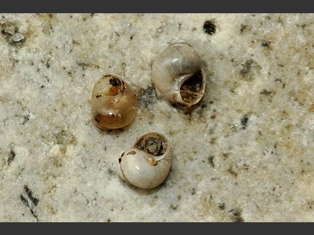 Paludinella globularis littorina Lagoon snail marine snail images
