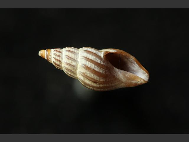 Propebela rufa Red conelet marine snail images