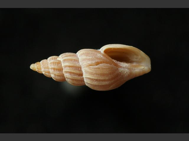 Propebela rufa rufa ulidiana marine snail images