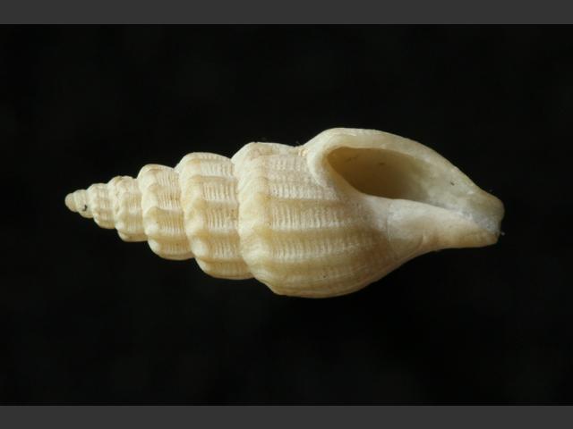 Propebela turricula Turreted conelet marine snail images