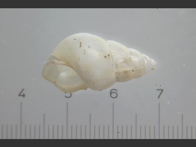 Pusillina inconspicua marine snail images