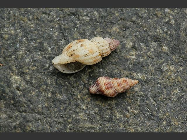 Raphitoma leufroyi marine snail images