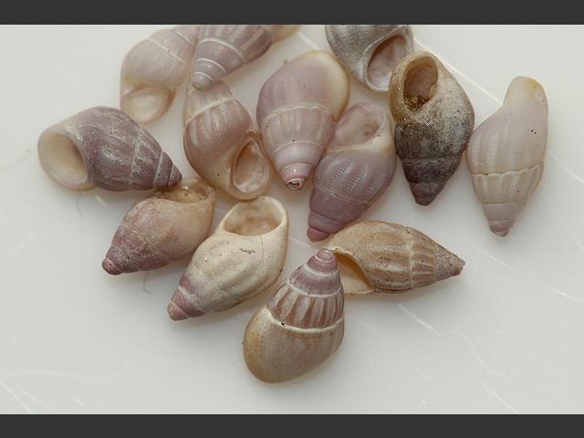 Rissoa lilacina marine snail images