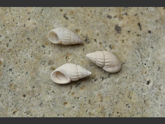 Rissoa membranacea Thick lipped spire shell marine snail images