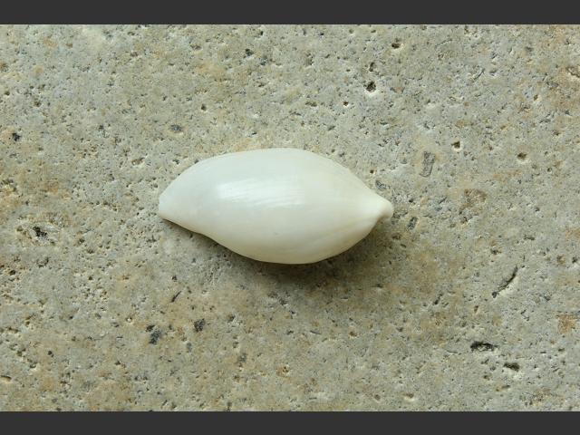Simnia patula marine snail images