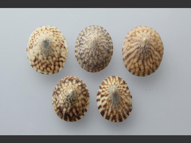 Testudinalia testudinalis Common tortoiseshell limpet marine snail images