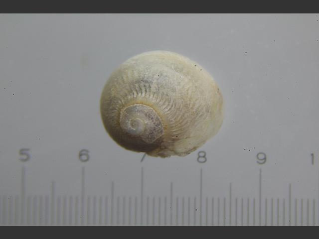 Tornus subcarinatus White belted shell marine snail images