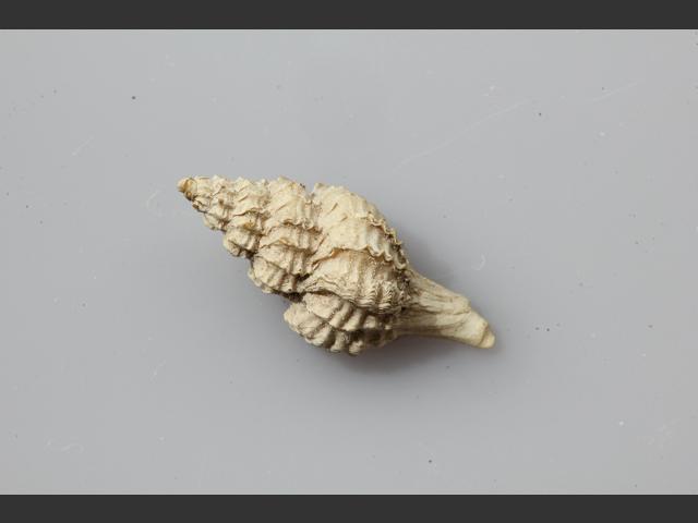 Trophonopsis barvicensis Berwick spindle shell marine snail images
