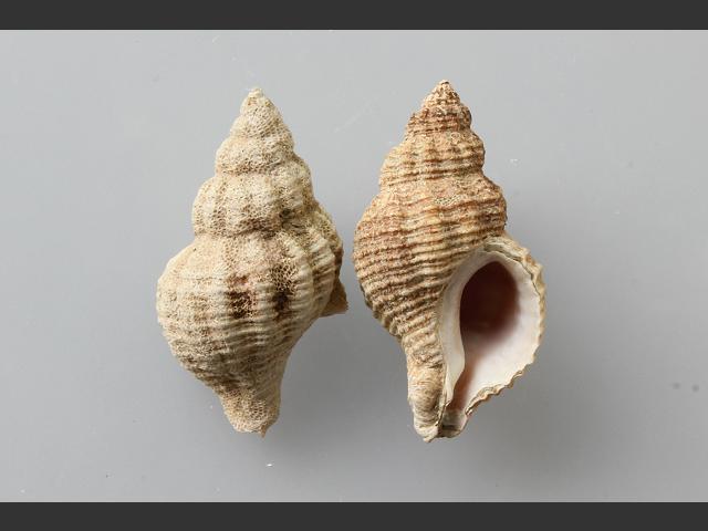 Urosalpinx cinerea American sting winkle marine snail images