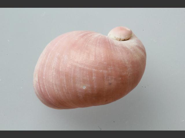 Velutina velutina Velvet shell marine snail images