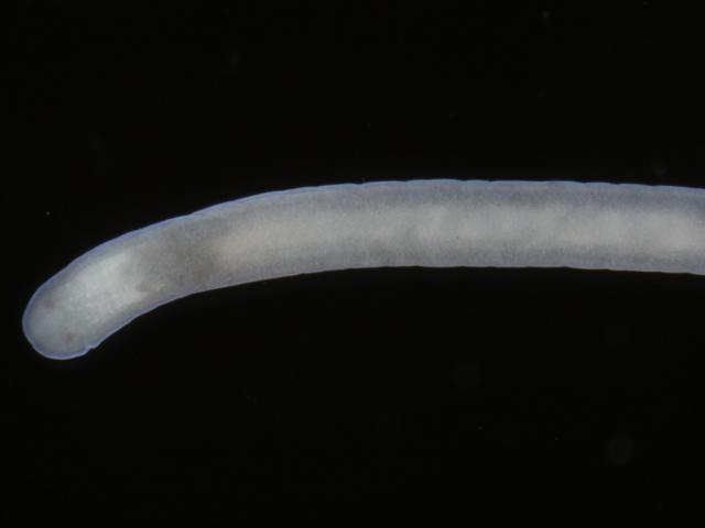 Nemertopsis flavida nemertopsis Marine Ribbon Nemertea Nemertean Worm Images