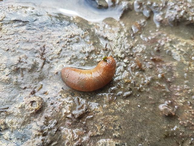Phascolosoma granulatum Peanut Sipunculan worm Images