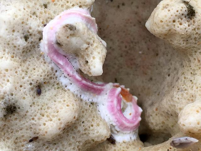 Spirobranchus americanus Keeled Tubeworm marine worm images