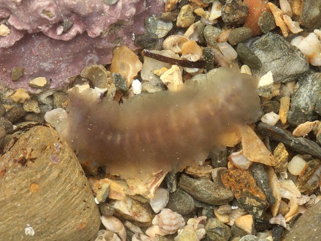 Alentia gelatinosa Scale Worm marine worm images