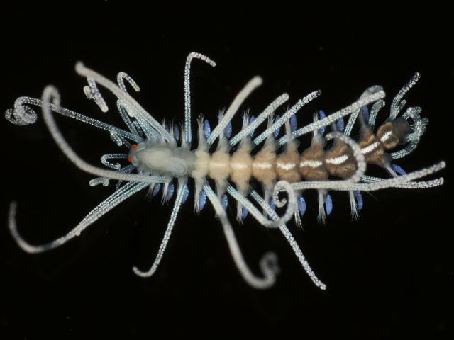 Amblyosyllis species white median stripe Syllidae syllid Marine worm Images