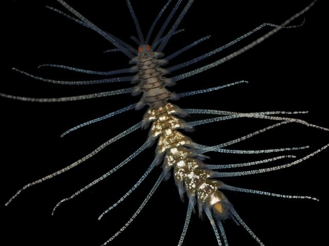 Amblyosyllis formosa Syllidae syllid Marine worm Images