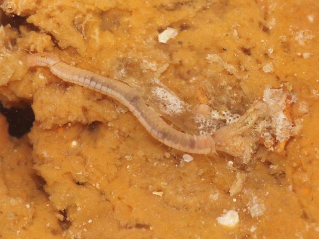 Amphiglena mediterranea Sabellid Sabellidae Fan marine worm images