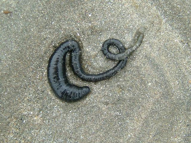 Arenicola defodiens Black Lugworm marine worm images