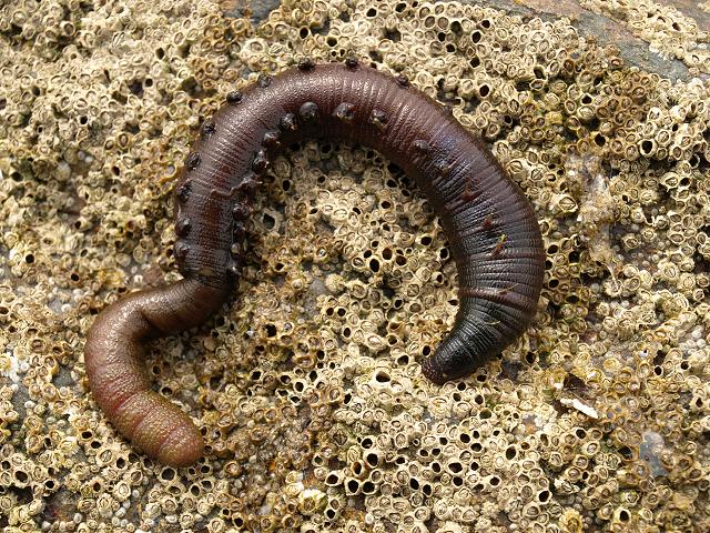 Arenicola marina Lugworm Lug or Sand worm marine worm images