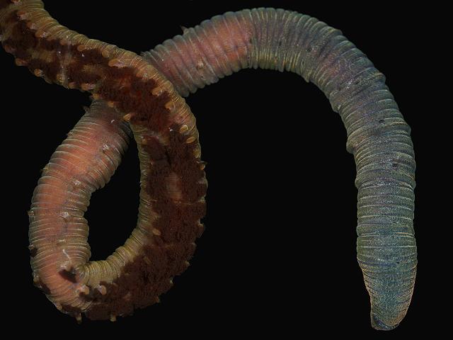 Arenicolides ecaudata Lugworm marine worm images