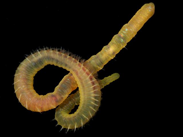 Arenicolides grubii Lugworm marine worm images