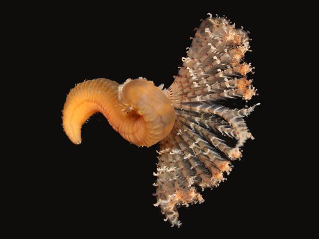 Branchiomma bombyx Sabellid Sabellidae marine worm images