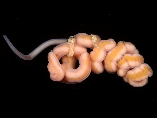 Cephalothrix linearis Nemertean Ribbon Worm Images