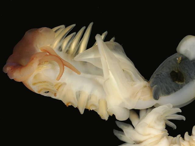 Chaetopterus variopedatus Parchment Worm marine worm images