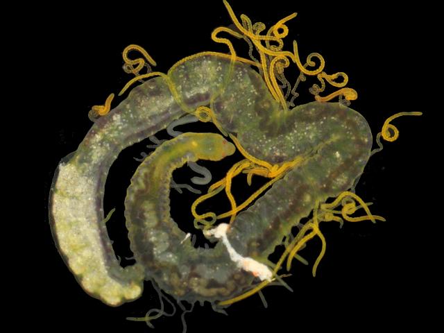 Cirratulus species cirratulid cirratulidae marine worm images