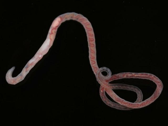 Clitellio arenarius clitellate oligochaete Sludge worm Images