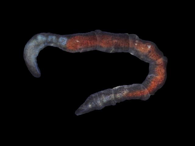 Ctenodrilus serratus interstitial Ctenodrilid Ctenodrilidae marine worm images