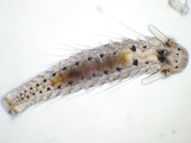 Dipolydora species plankton spionid larva marine worm images