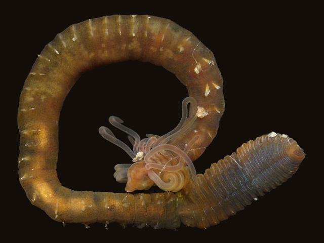 Dodecaceria concharum Cirratulid marine worm Images