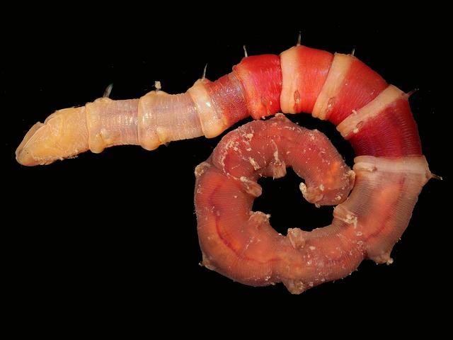Euclymene lombricoides syn lumbricoides Maldanidae Bamboo worm Marine Annelida Polychaete Images