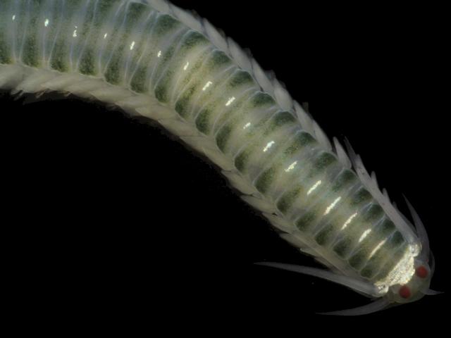 Eumida species possibly Eumida mackiei a phyllodocid worm marine worm images