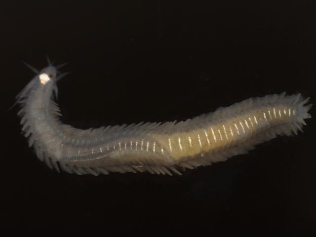 Eumida cf sanguinea complex maia Paddle marine worm images