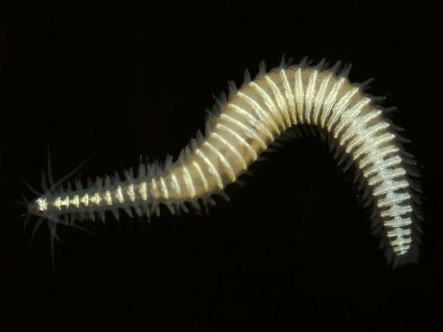 Eumida species nova sp nov a species related to Eumida ockelmanni marine worm images