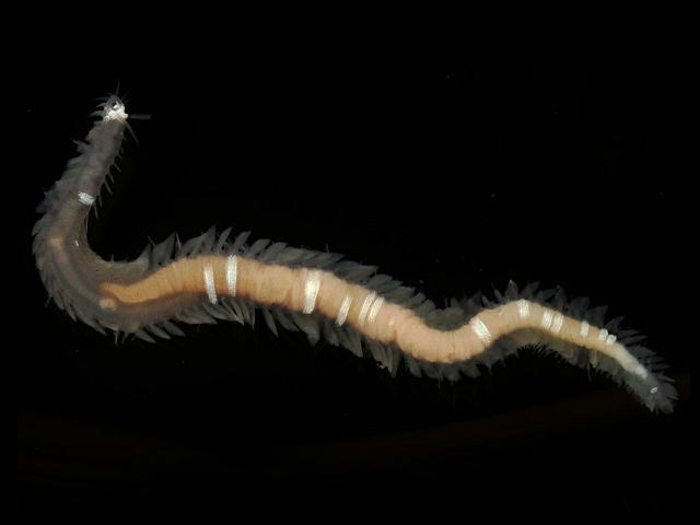 Eumida species nova sp nov cf sanguinea complex white stripes bars Paddle marine worm images
