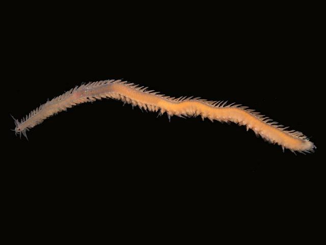 Eumida taygete cf sanguinea complex Paddle marine worm images