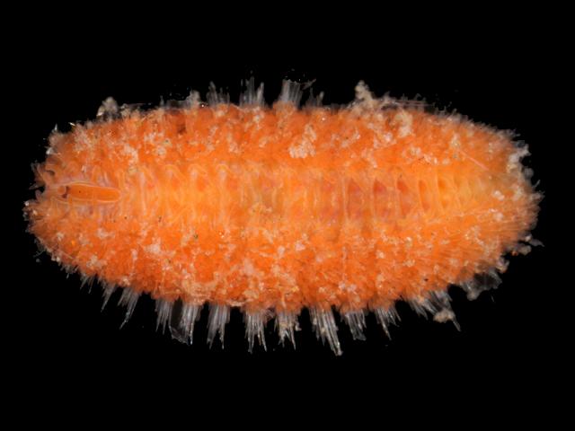 Euphrosine foliosa Euphrosinidae Euphrosinid worm (Marine worm images)