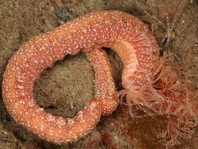 Eupolymnia nebulosa Strawberry Worm Bristleworm marine worm images