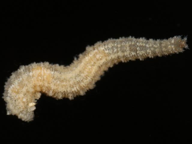 Geminofilum sp species family sphaerodoridae sphaerodorid worm images
