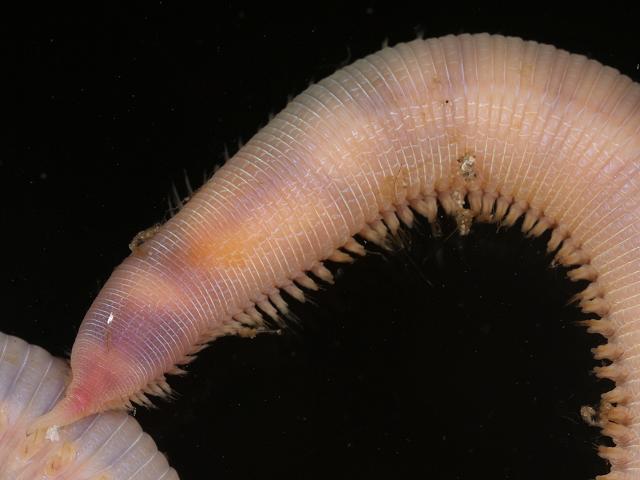 Glycera species Glycerid worm Marine Annelida Polychaete Images