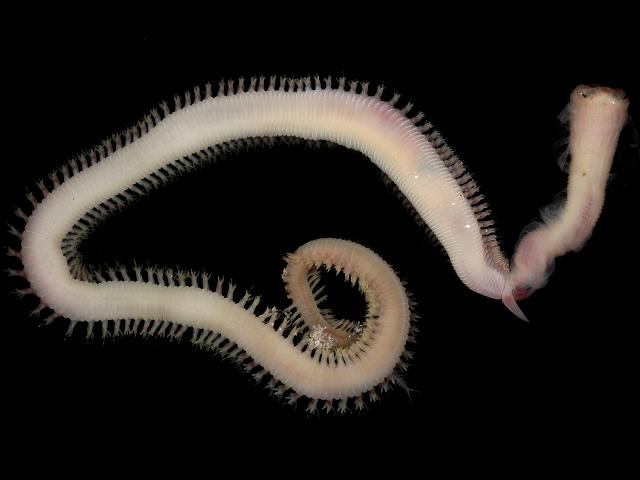Glycera tridactyla Glycerid worm Marine Annelida Polychaete Images